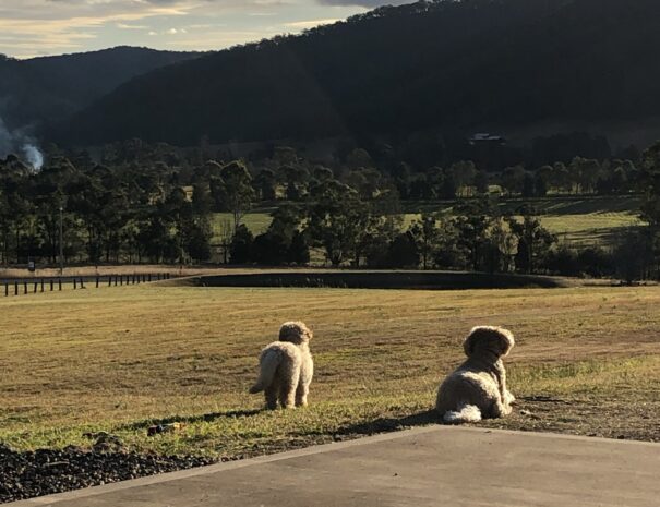 Dog friendly upon request